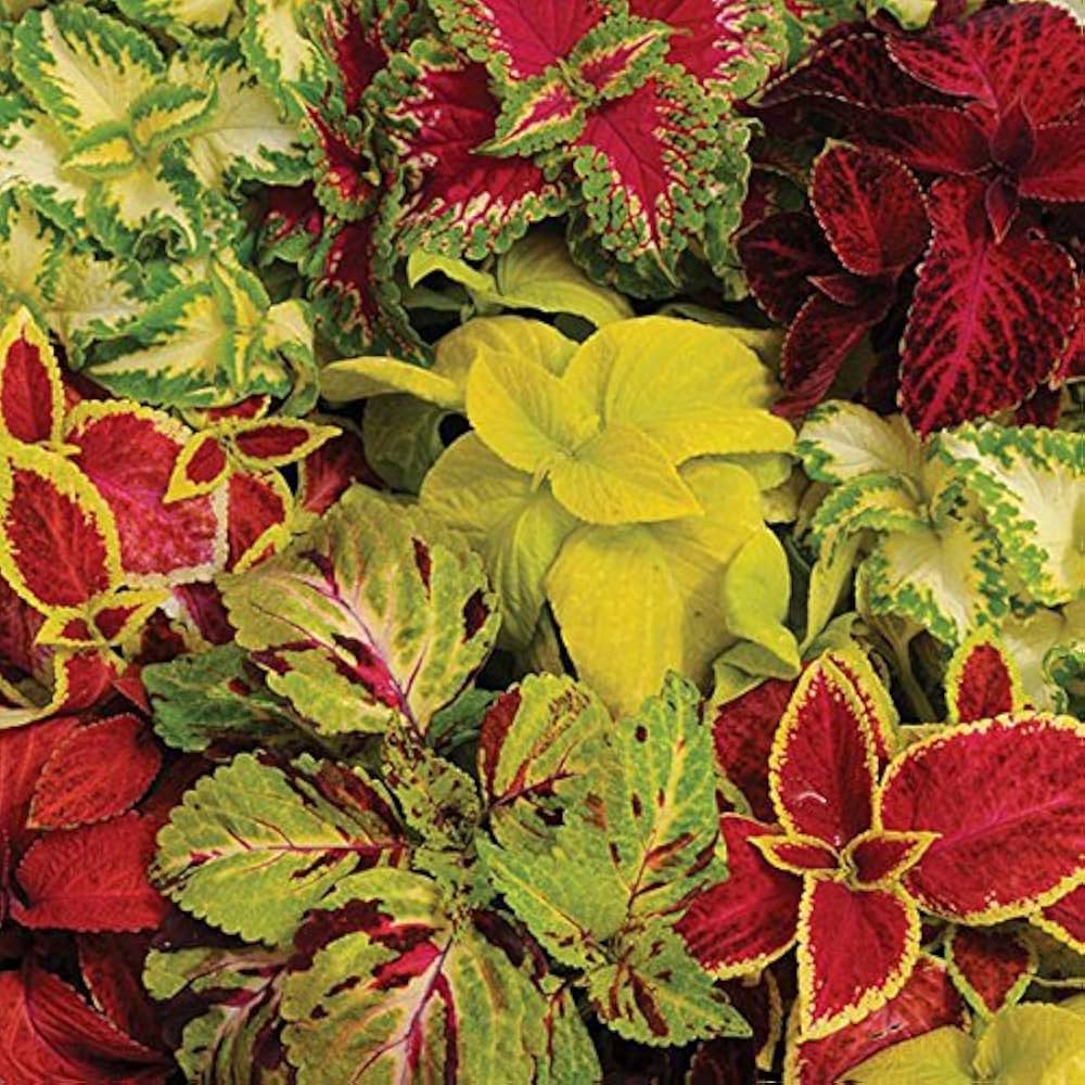 Coleus (plant Wizard Jade) for planting in garden